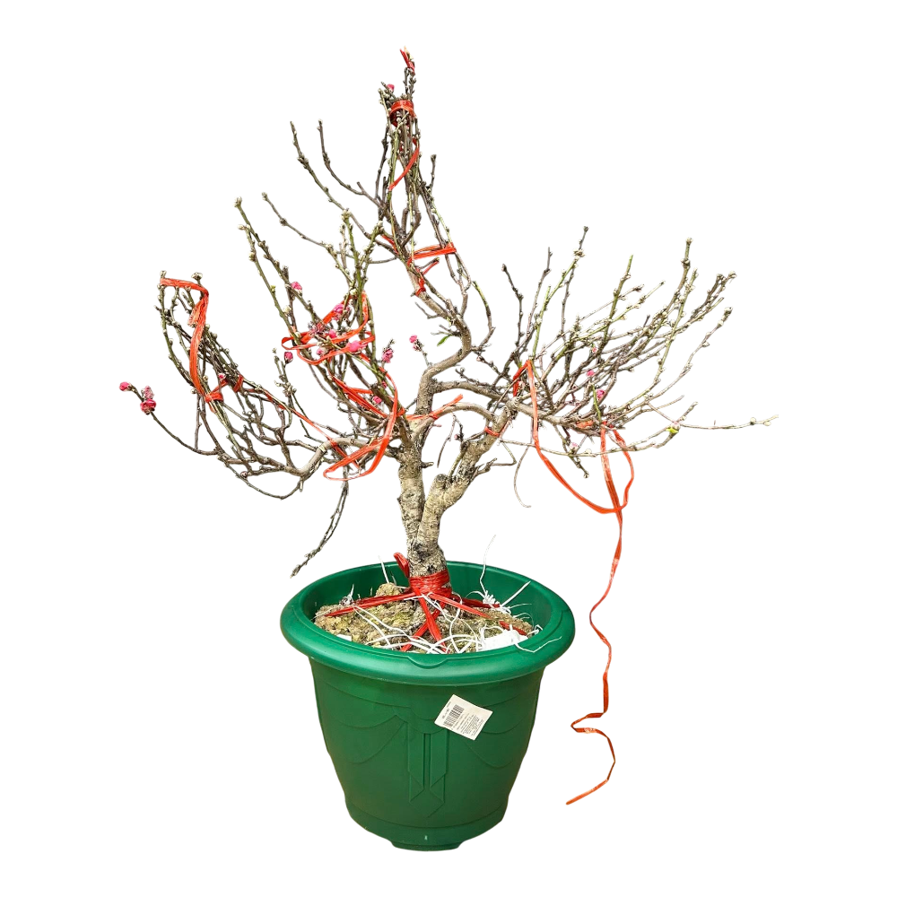 potted plant dao Peach Blossom Pot