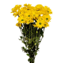 Chrysanthemum (Cuc Dai Doa) [5 Branches/Cành per Bundle/Bó]