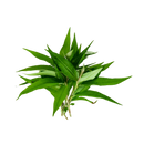 핫민트(라우람) 100G