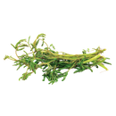 Water Mimosa (Rau Nhut) 200g