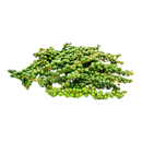Green Peppercorn (Tieu Xanh) 100G