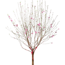 Peach Blossom (Big) - Hoa Dao