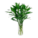 Big Lucky Plant Unit (Cay Phat Tai) [3 Branches/Cành per Bundle/Bó]