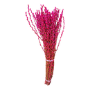 Pink Salix Caprea (Tam Xuan Tim Hong) [10 Branches/Cành per Bundle/Bó]