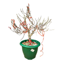 Peach Blossom Pot - Hoa Dao Chau