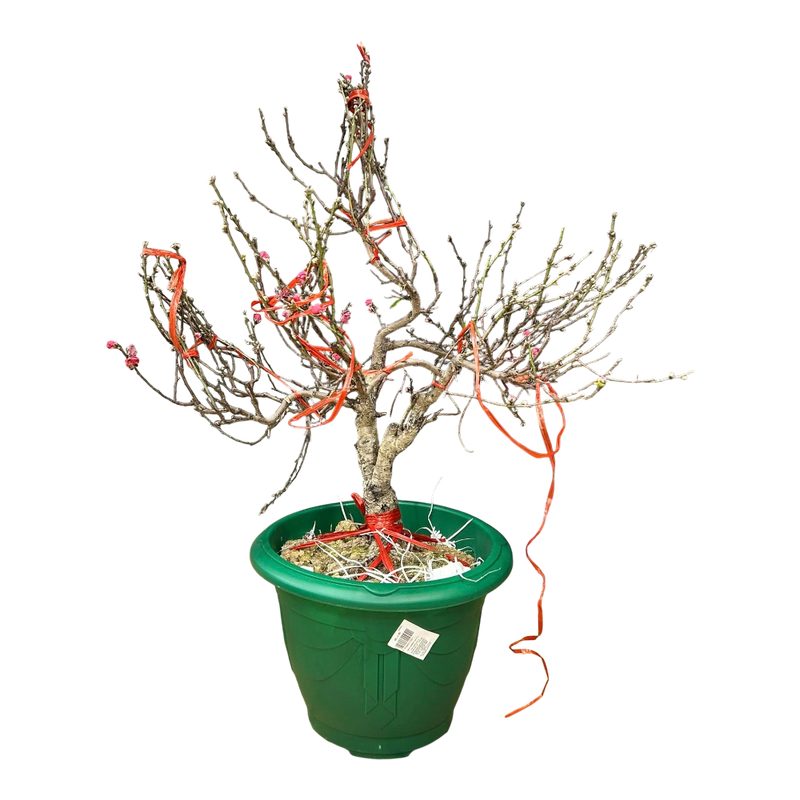 dao potted plant Peach Blossom Pot