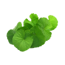 Water Pennywort (Rau Ma) 100g - Longdan Online Supermarket